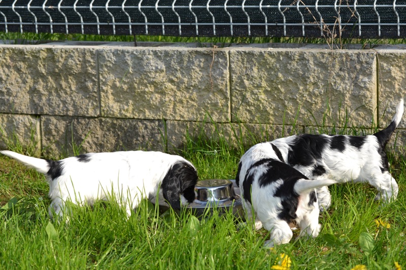 Vrh H a CH 19-Habi, Hanny, Haidi.JPG